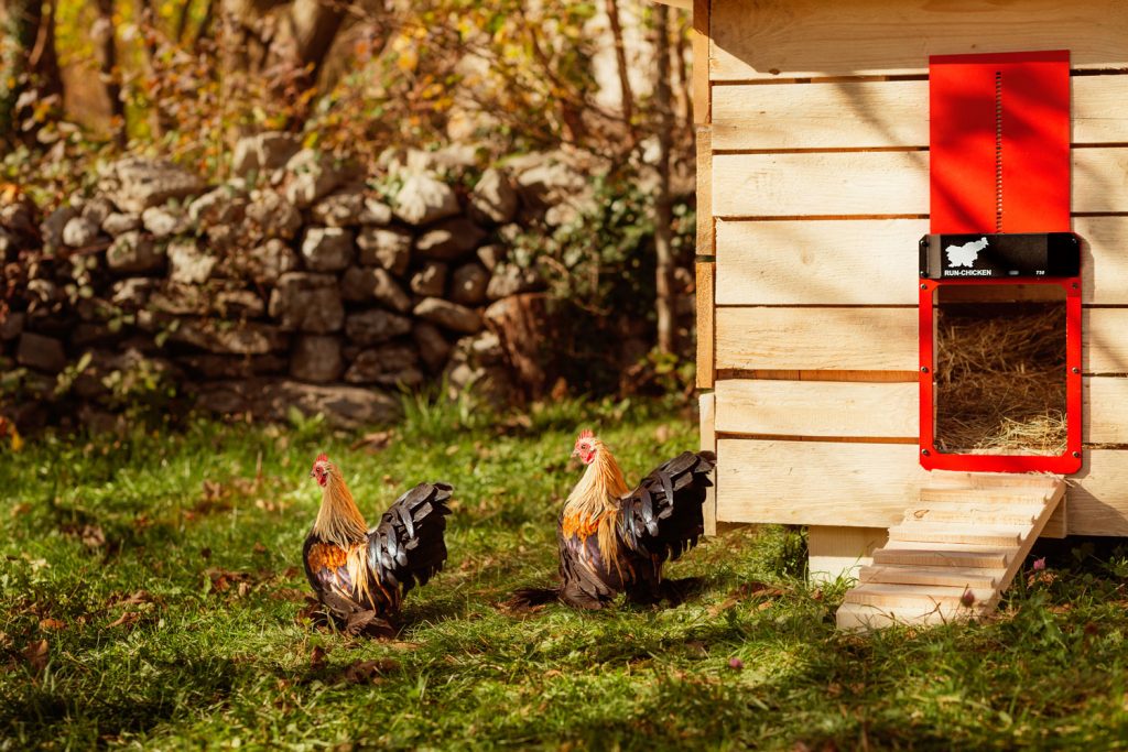 Automatic Chicken Coop door is perfect gift for every chicken keeper