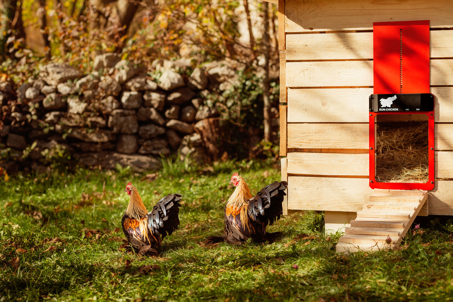 Best gifts for chicken keepers Best Automatic Chicken Coop Doors
