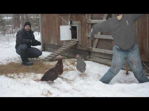 Read more about the article Auto Chicken Coop Door