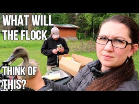 You are currently viewing Automatic Chicken Coop Door | Brinsea Chicksafe Opener Goes In! | Vlog