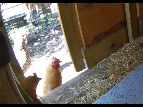You are currently viewing Automatic Chicken Coop Door Opener – How to automate a chicken coop door