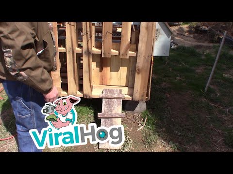 You are currently viewing Automatic Chicken Coop Door || ViralHog