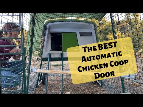 Read more about the article BEST Automatic Chicken Coop Door