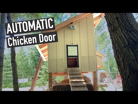 You are currently viewing BEST DIY Automatic Chicken Coop Door