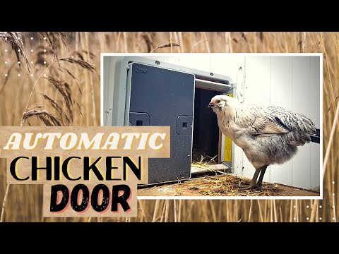 Read more about the article EASY INSTALL – Automatic Chicken Coop Door Review – Backyard Chicken Coop Door Ideas