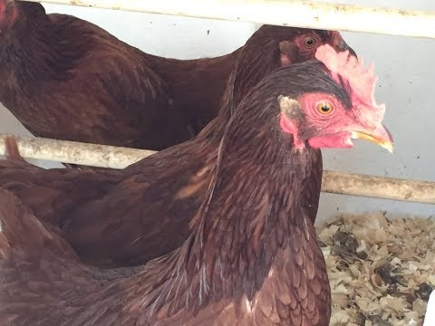 Read more about the article Smartphone Controlled Chicken Coop Door