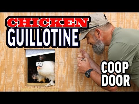 Read more about the article The Chicken Guillotine (Coop Door)