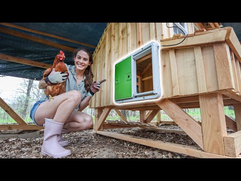 You are currently viewing Upgrading Our Backyard Chicken Coop | AUTOMATIC DOOR TOUR!