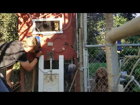 You are currently viewing Automatic Chicken Coop Door Arduino Project