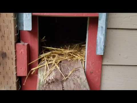 You are currently viewing Automatic Chicken Coop Door Part 2