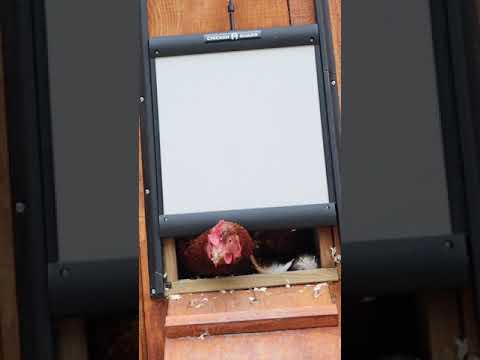 Read more about the article Automatic Chicken Coop Door #shorts