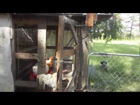 Read more about the article Automatic Hinged Chicken Coop Door DIY