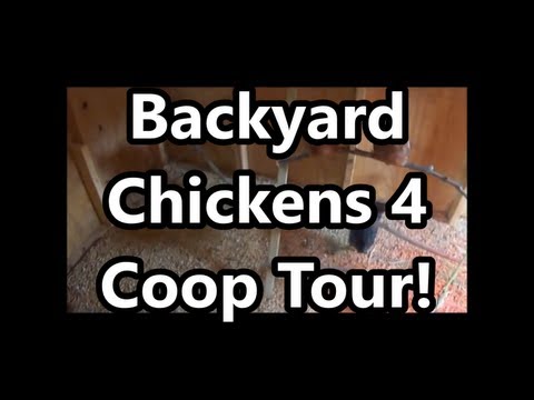 Read more about the article Backyard Chickens 04: @7wks old + Coop Door + tour