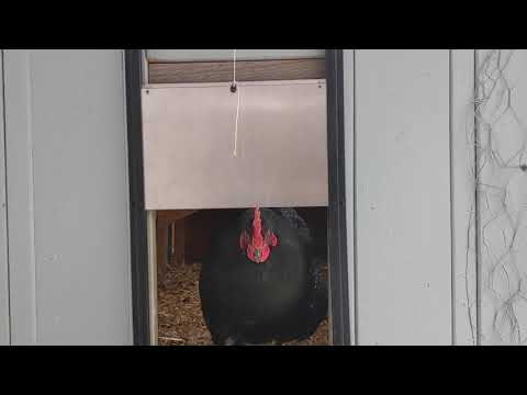 Read more about the article Brinsea Automatic Chicken Coop Door & Opener
