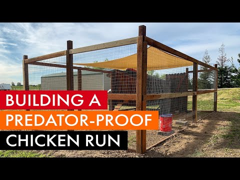 You are currently viewing Building a predator-proof chicken coop run