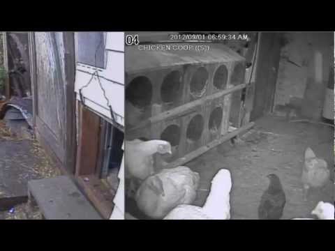 You are currently viewing Chicken Coop Automatic Door – Morning run