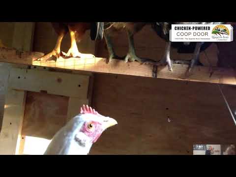 You are currently viewing Chicken-Powered DIY Automatic Chicken Coop Door Idea (no electricity, no solar, no wires)