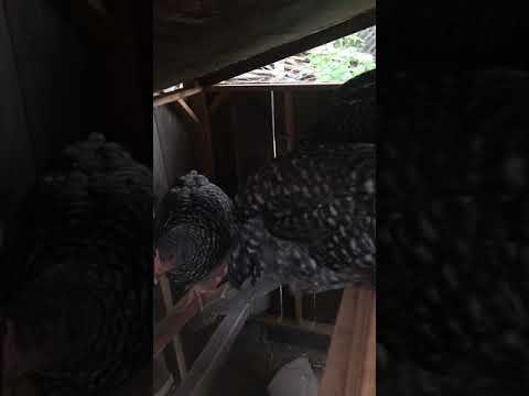 You are currently viewing chicken powered mechanical chicken coop door (wait for it, magic at 1:05)