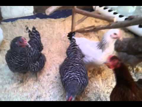 You are currently viewing DIY Ultimate Automatic Chicken Coop and Run with Locking Door