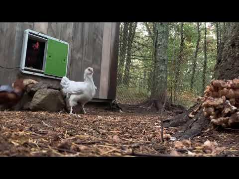 You are currently viewing Omlet Automatic Chicken Coop Door In Motion