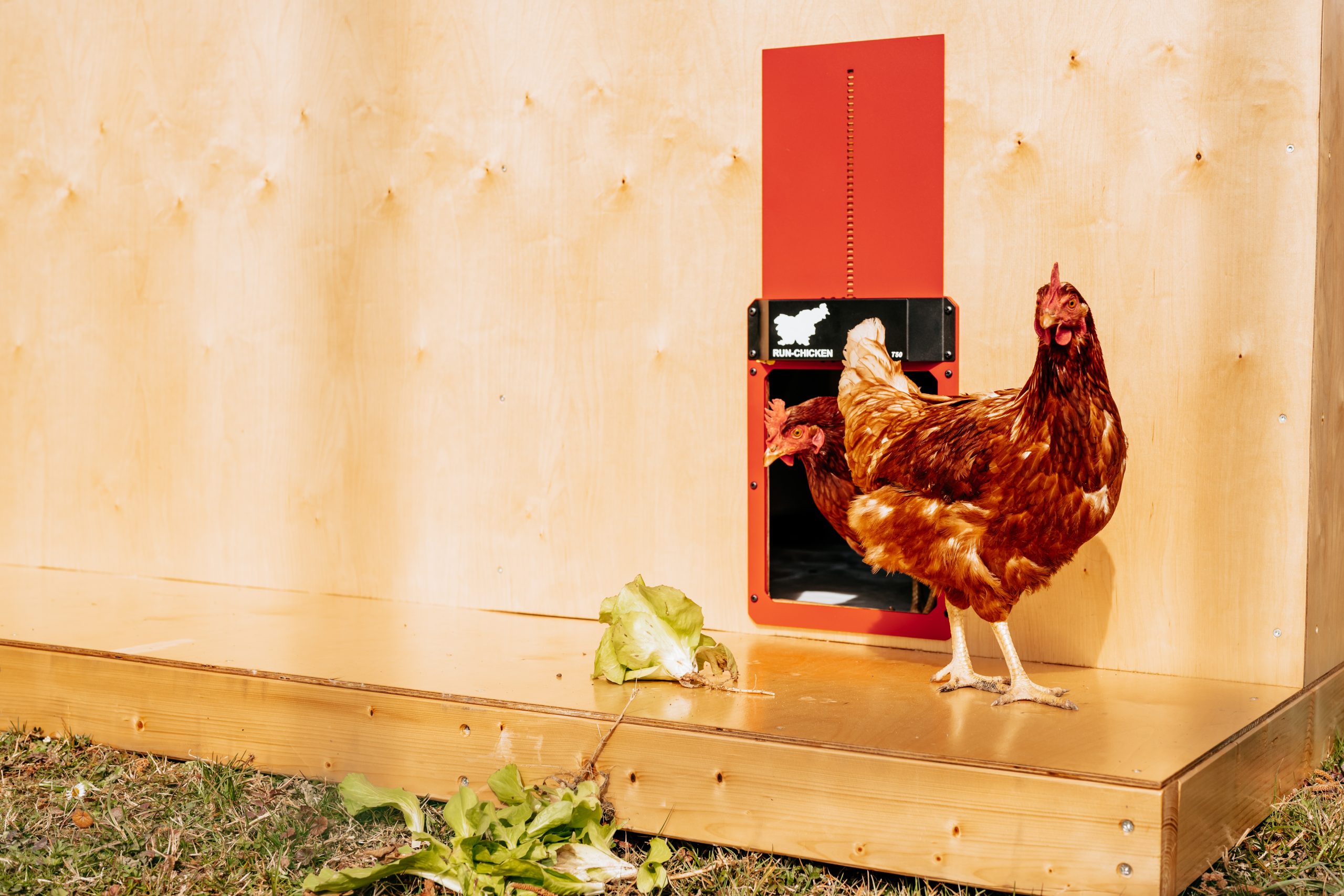 You are currently viewing What size should a chicken coop door be