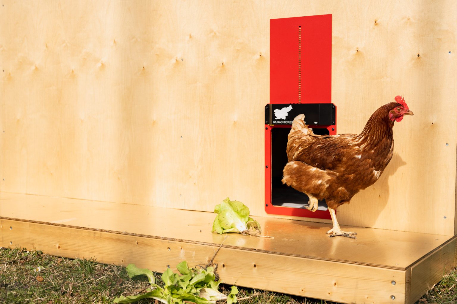 Comparison Article RUNCHICKEN Coop Doors vs. Hamuti Coop Doors Best